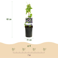 Green boutiQ - Passiebloem - Passiflora Damsels Delight  - Bloem Paars met Wit - Weinig onderhoud - 2 planten - Pot 11cm Hoogte 40cm