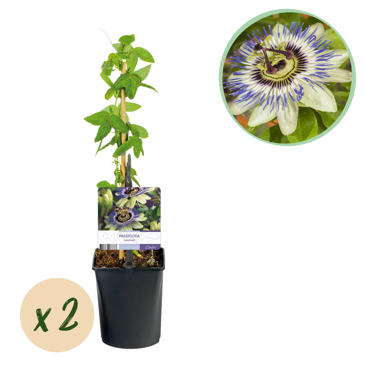 Green boutiQ - Passiebloem - Passiflora caerulea  - Bloem Blauw met Groen Wit - Weinig onderhoud - 2 planten - Pot 11cm Hoogte 40cm