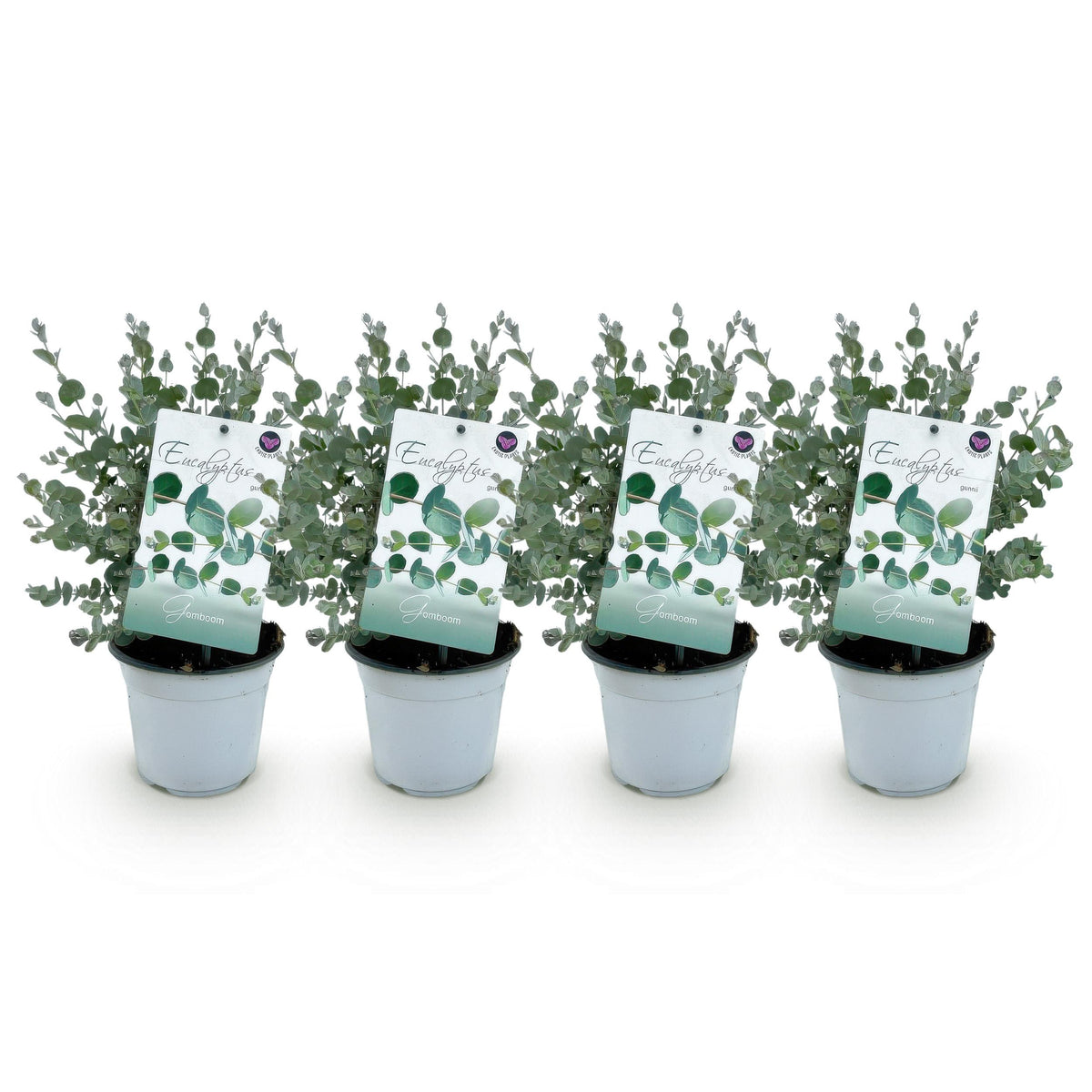 Green boutiQ - Terrasplant - Eucalyptus boom - Eucalyptus gunni  - Grijs - 4 Planten - Winterhard - Pot 14cm Hoogte 30cm