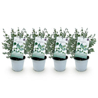 Green boutiQ - Terrasplant - Eucalyptus boom - Eucalyptus gunni  - Grijs - 4 Planten - Winterhard - Pot 14cm Hoogte 30cm