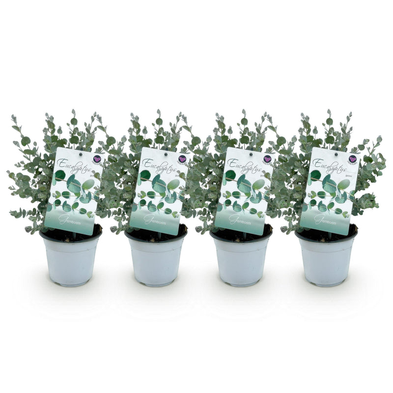 Green boutiQ - Terrasplant - Eucalyptus boom - Eucalyptus gunni  - Grijs - 4 Planten - Winterhard - Pot 14cm Hoogte 30cm