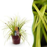 Green boutiQ - Siergrassen -  Carex oshimensis Everillo - Geel - 1 Planten - Groenblijvend - Winterhard - Pot 17cm Hoogte 50cm