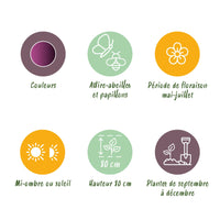 Green boutiQ - Bloembollen - Allium Miami - Kleur Paars - 15 stuks - Bolmaat 10/11 - XXL Pack