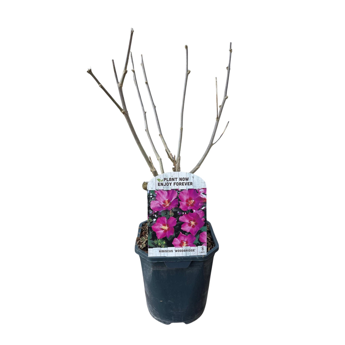 Green boutiQ - Heesters - Hibiscus syriacus Woodbridge - Bloem Roze - 1 Plant - Bladverliezend - Weinig Onderhoud - Pot 17cm Hoogte 45cm