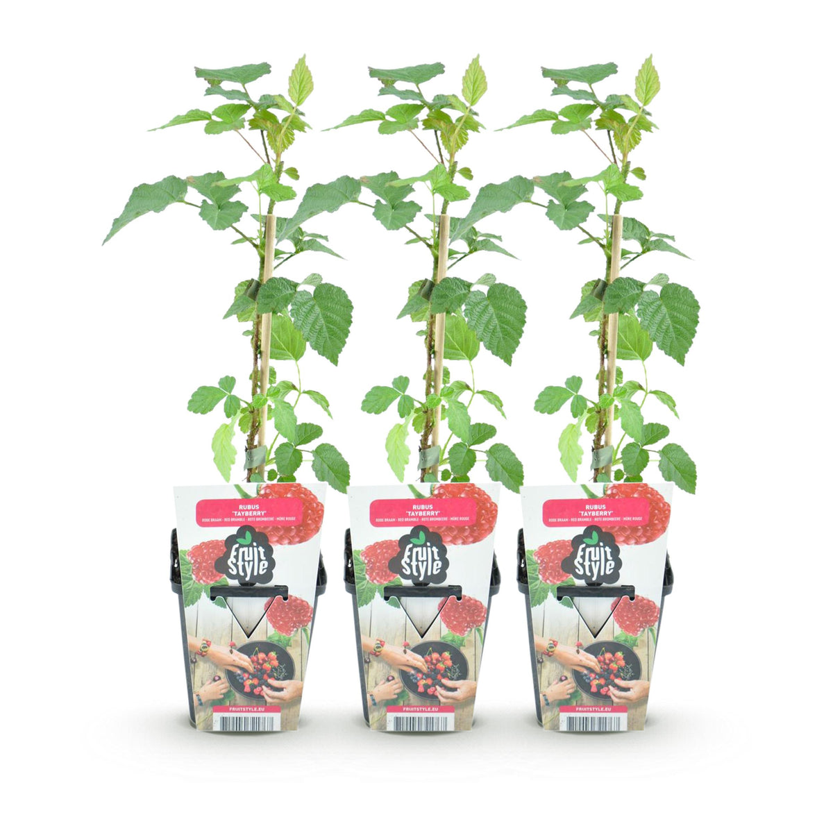 Green boutiQ - Fruitplanten - Taybes - Rubus Tayberry - Winterhard - 3 Planten - Pot 9 cm - Rode Bes