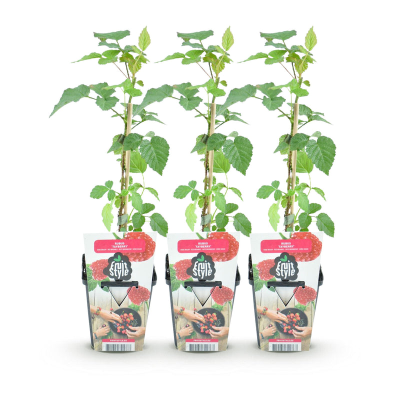 Green boutiQ - Fruitplanten - Taybes - Rubus Tayberry - Winterhard - 3 Planten - Pot 9 cm - Rode Bes