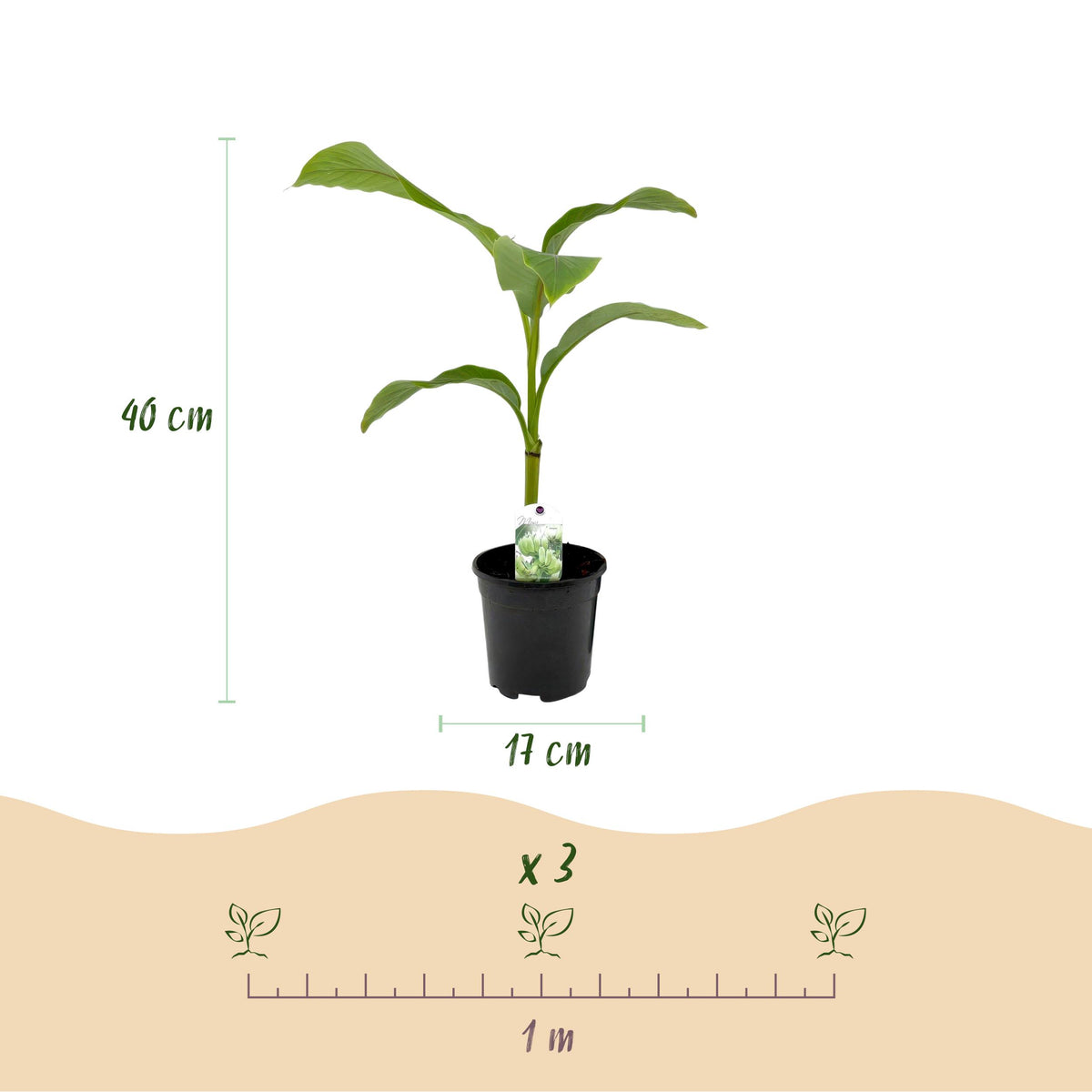 Green boutiQ - Fruitplant - Bananen plant - Musa Basjoo - Winterhard - 4 planten - Pot 17cm Hoogte 40cm