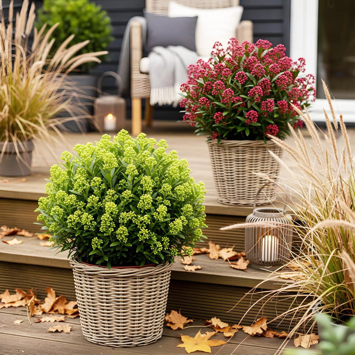 Green boutiQ - Terrasplant - Skimmia japonica Duo - Bloem Wit & Rood - 10+ Bloemen - 2 Planten - Winterhard - Pot 10,5cm Hoogte 25cm