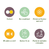Green boutiQ - Bloembollen - Narcis Large Cupped mix - Kleur Geel en Wit - 15 stuks - Bolmaat 12/14 - XXL Pack