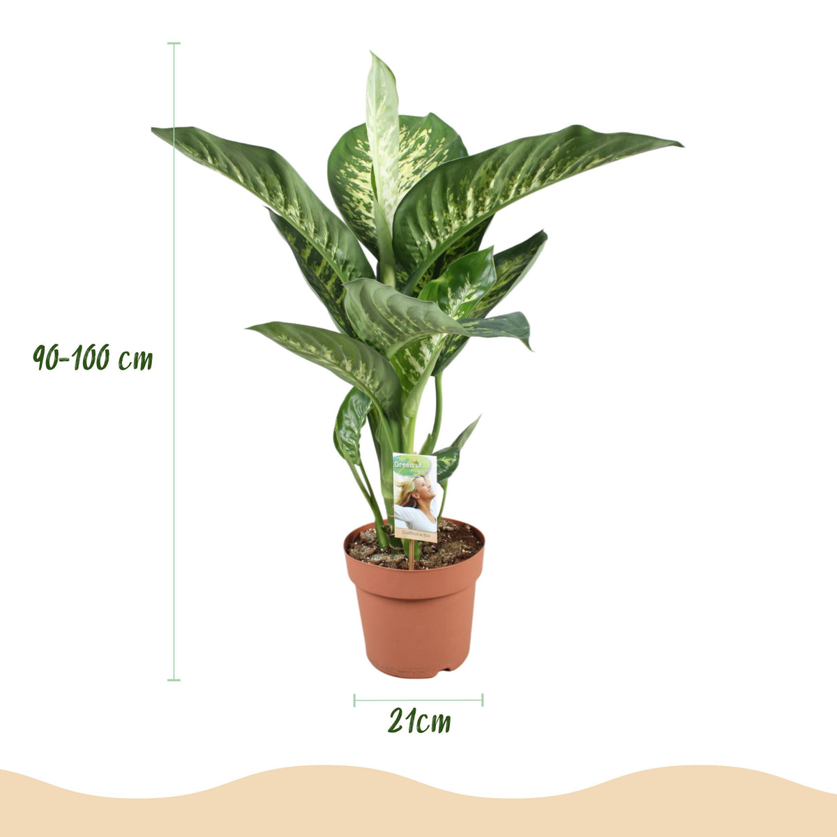 Green BoutiQ - Green is... Kamerplanten - Diefenbachia Tropic Snow - Dieffenbachia - Weinig onderhoud - Groen - 1 Plant - Pot 21cm - Hoogte 90-100cm