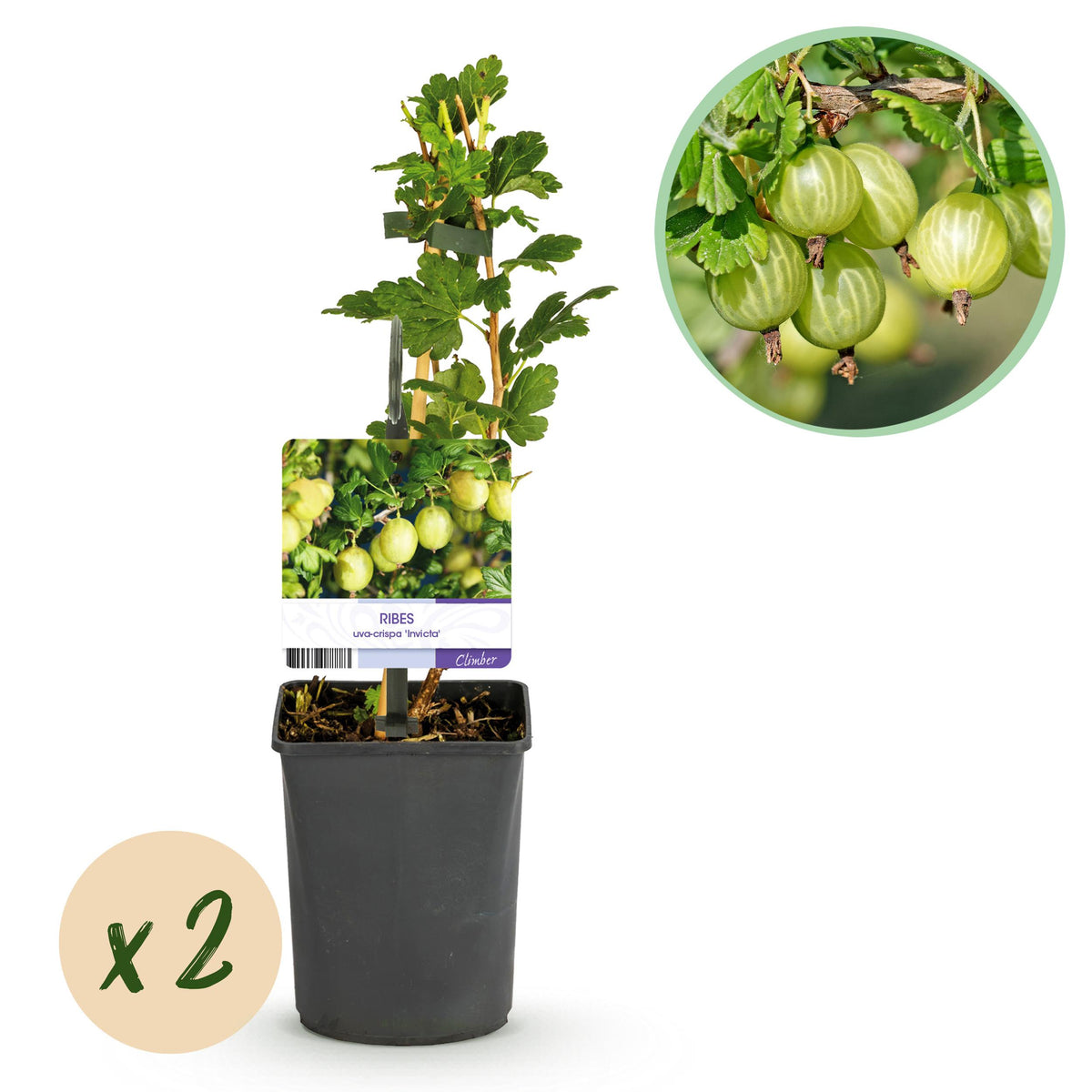 Green boutiQ - Fruitplant - Kruisbes - Ribes uva-crispa Invicta - Groene Bes - 2 planten -  Pot 11cm Hoogte 40cm