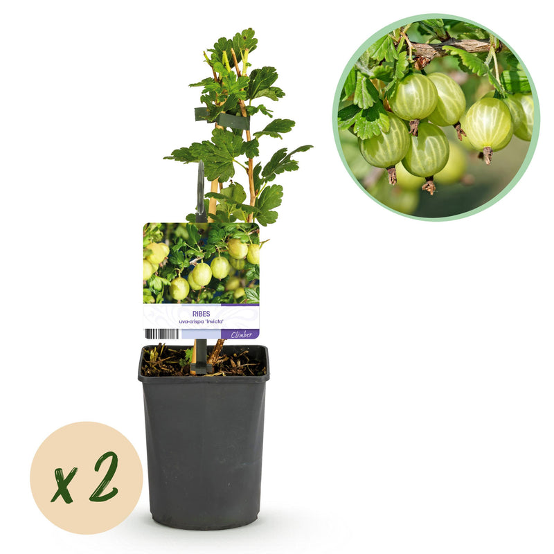 Green boutiQ - Fruitplant - Kruisbes - Ribes uva-crispa Invicta - Groene Bes - 2 planten -  Pot 11cm Hoogte 40cm