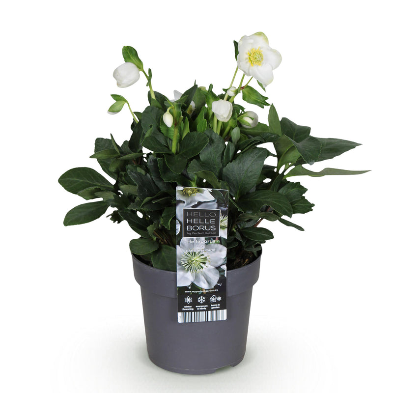 Green boutiQ - Tuinplant - Kerstroos - Helleborus Christmas Carol  - Witte Bloem -1 Plant - Groenblijvend - Pot 14cm Hoogte 30cm