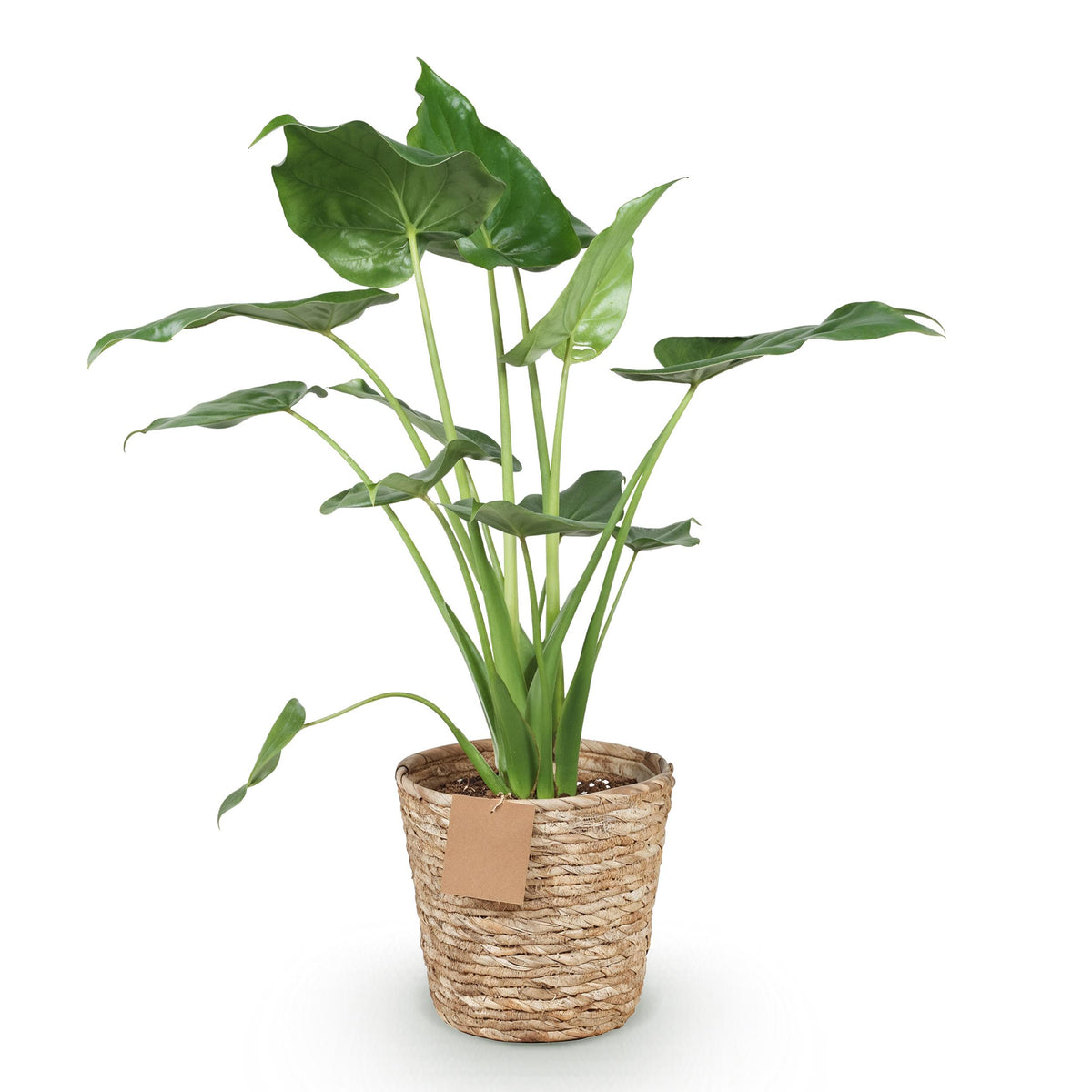 Green BoutiQ - Green is... Kamerplanten - Alocasia Cucullata - Boeddha,s hand - Weinig onderhoud - met mand - Groen - 1 Plant - Pot 21cm - Hoogte 65-70cm