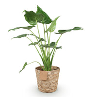Green BoutiQ - Green is... Kamerplanten - Alocasia Cucullata - Boeddha,s hand - Weinig onderhoud - met mand - Groen - 1 Plant - Pot 21cm - Hoogte 65-70cm