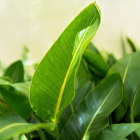 Green BoutiQ - Green is... Kamerplanten - Stelitzia Nicolai - Paradijsvogelbloem - Weinig onderhoud - met mand - Groen - 2 Planten - Pot 17cm - Hoogte 70-90cm