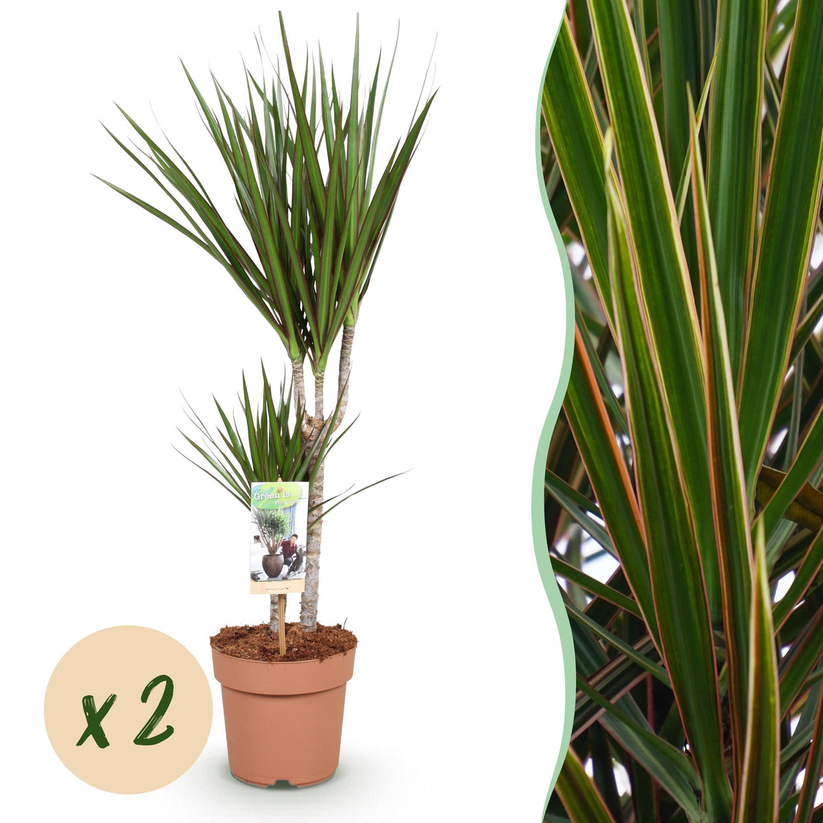 Green BoutiQ - Green is... Kamerplanten - Dracaena Marginata - Drakenbloedboom - Weinig onderhoud - Groen - 2 Planten - Pot 17cm - Hoogte 70-80cm