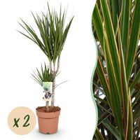 Green BoutiQ - Green is... Kamerplanten - Dracaena Marginata - Drakenbloedboom - Weinig onderhoud - Groen - 2 Planten - Pot 17cm - Hoogte 70-80cm