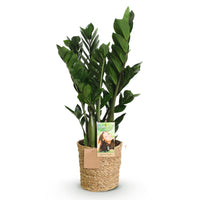 Green BoutiQ - Green is... Kamerplanten - Zamioculcas - ZZ-plant - Weinig onderhoud - met mand - Groen - 1 Plant - Pot 17cm - Hoogte 65-75cm