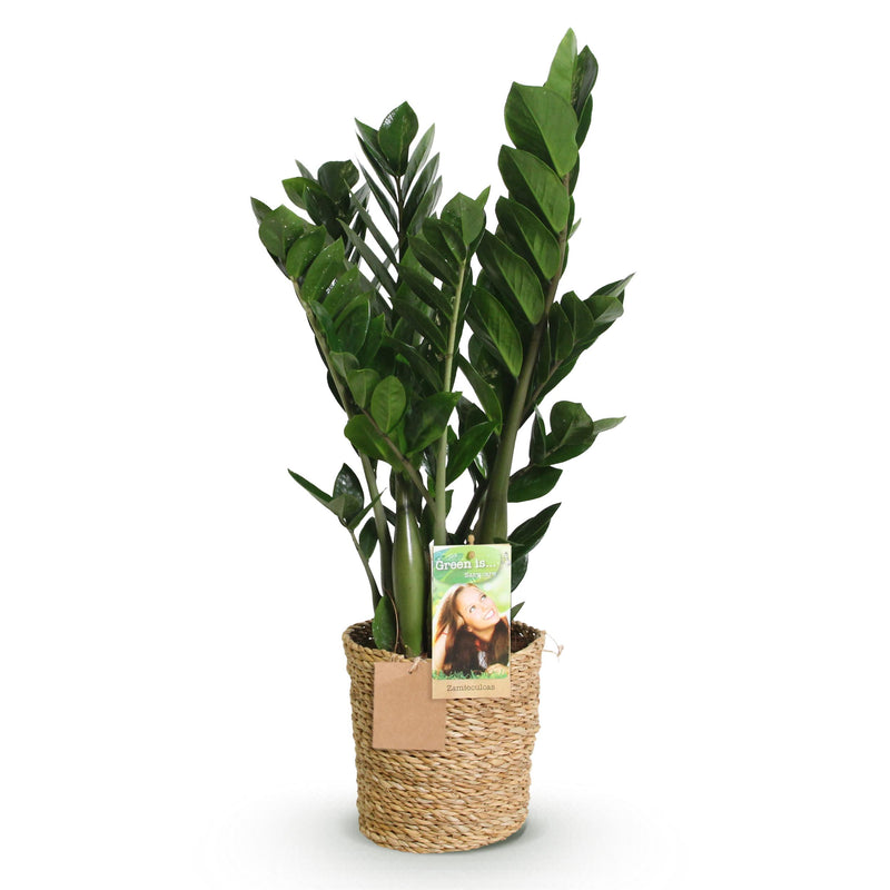 Green BoutiQ - Green is... Kamerplanten - Zamioculcas - ZZ-plant - Weinig onderhoud - met mand - Groen - 1 Plant - Pot 17cm - Hoogte 65-75cm