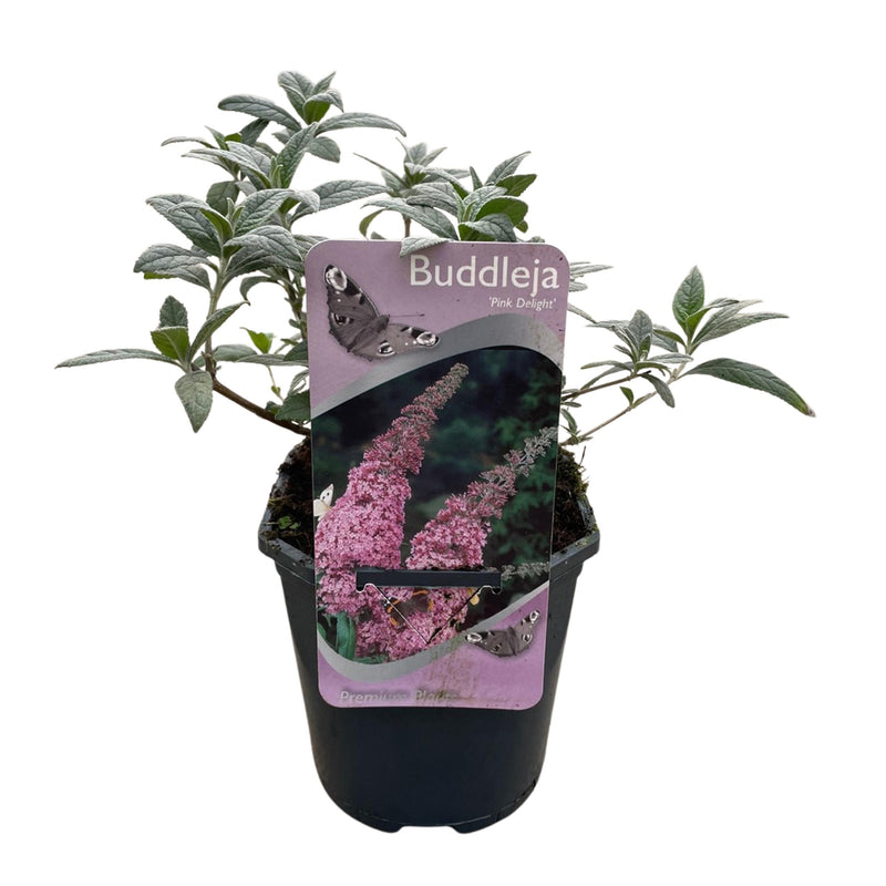 Green boutiQ - Vlinderstruik - Buddleja davidii Pink Delight - Bloem Roze - 1 Plant - Bladverliezend - Vlinderlokkend -  Pot 17cm Hoogte 25cm