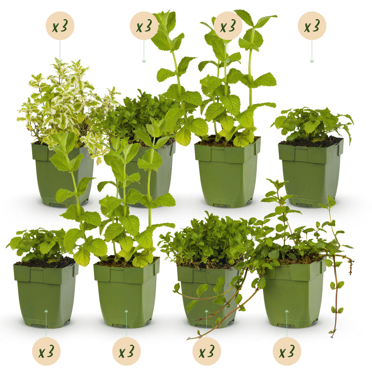 Green boutiQ - Borderpakket - Thee kruiden - 24 Vaste planten - 3 m2 - Diversen kleuren - Weinig Onderhoud - Pot 11cm