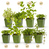 Green boutiQ - Borderpakket - Thee kruiden - 24 Vaste planten - 3 m2 - Diversen kleuren - Weinig Onderhoud - Pot 11cm