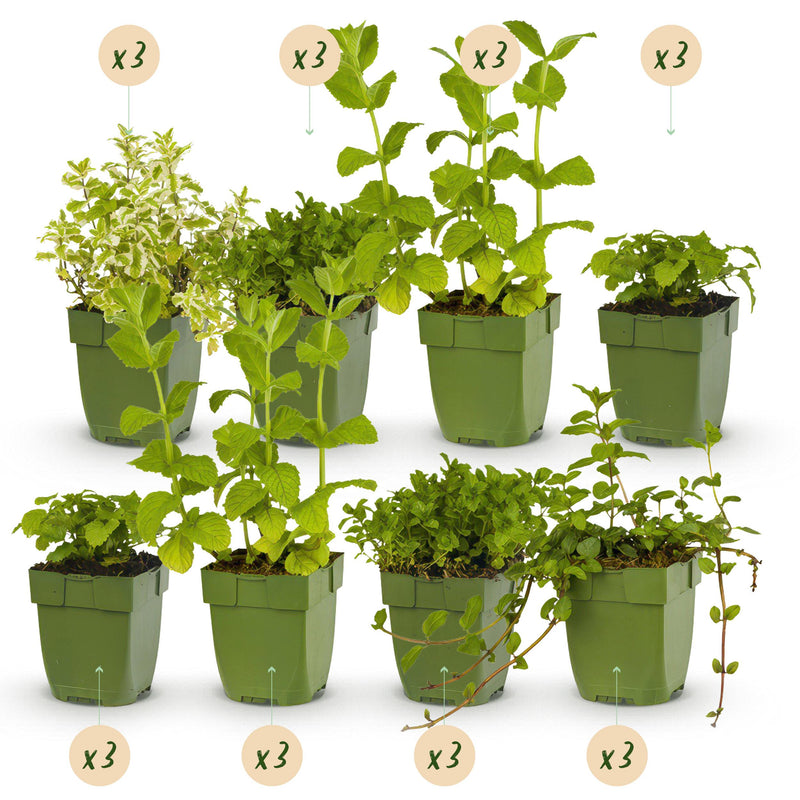 Green boutiQ - Borderpakket - Thee kruiden - 24 Vaste planten - 3 m2 - Diversen kleuren - Weinig Onderhoud - Pot 11cm