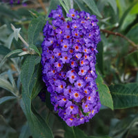 Green boutiQ - Vlinderstruik - Buddleja davidii Empire Blue- Bloem Blauw - 1 Plant - Bladverliezend - Vlinderlokkend -  Pot 17cm Hoogte 25cm