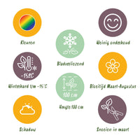 Green boutiQ - Borderpakket - Schaduw - 8 Vaste planten - 1 m2 - Diversen kleuren - Weinig Onderhoud - Pot 11cm