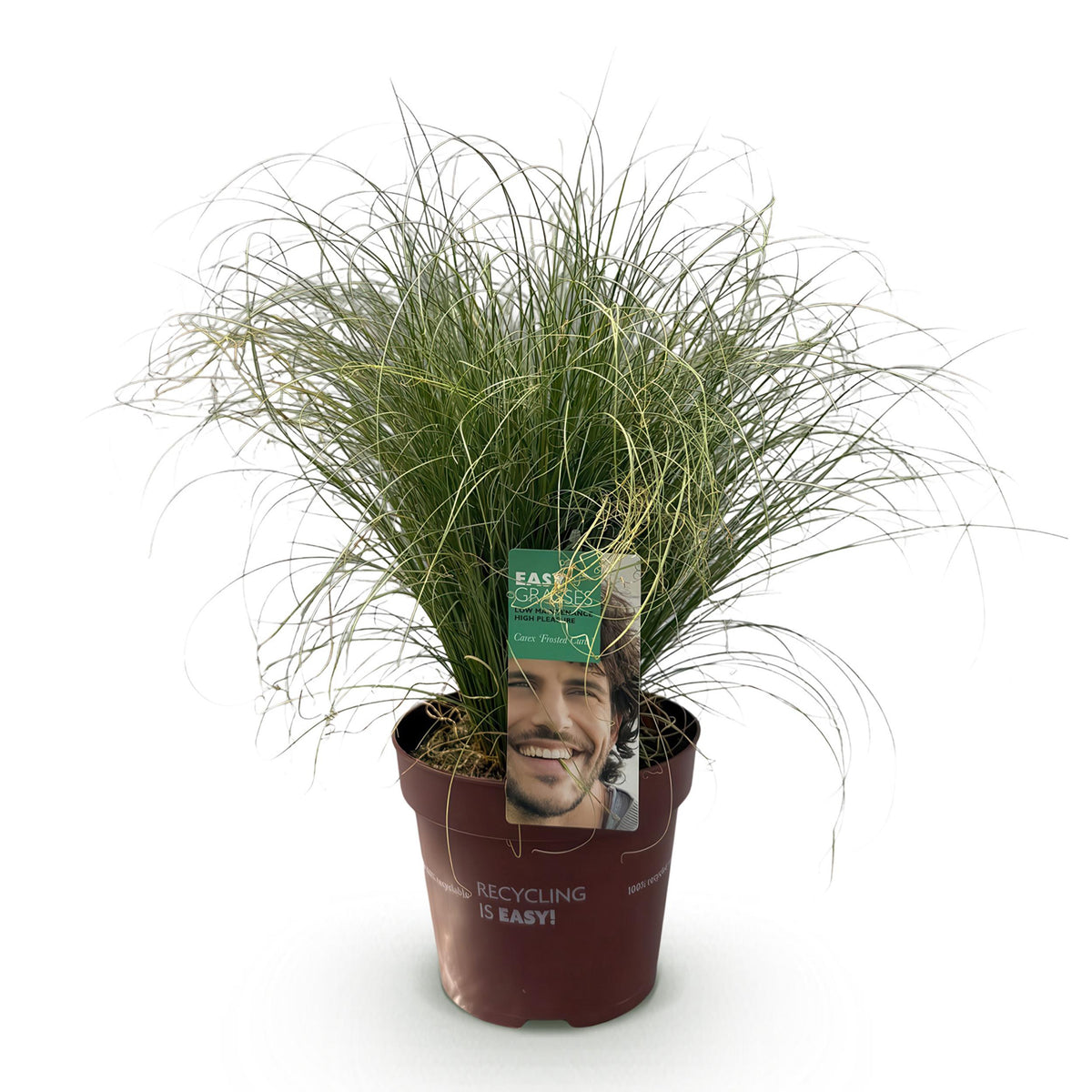 Green boutiQ - Siergrassen - Carex comans Frosted Curls - Groen - 1 Planten - Groenblijvend - Winterhard - Pot 17cm Hoogte 50cm