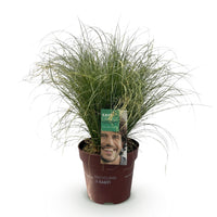 Green boutiQ - Siergrassen - Carex comans Frosted Curls - Groen - 1 Planten - Groenblijvend - Winterhard - Pot 17cm Hoogte 50cm