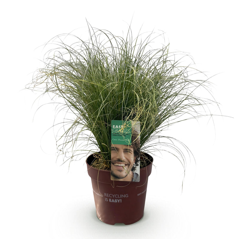 Green boutiQ - Siergrassen - Carex comans Frosted Curls - Groen - 1 Planten - Groenblijvend - Winterhard - Pot 17cm Hoogte 50cm