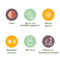 Green boutiQ - Bloembollen - Allium Siculum - Kleur Roze - 30 stuks - Bolmaat 8/10 - XXL Pack