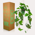 Kunstpflanze - Philodendron scandens - Kletternder Baumfreund - 80 cm