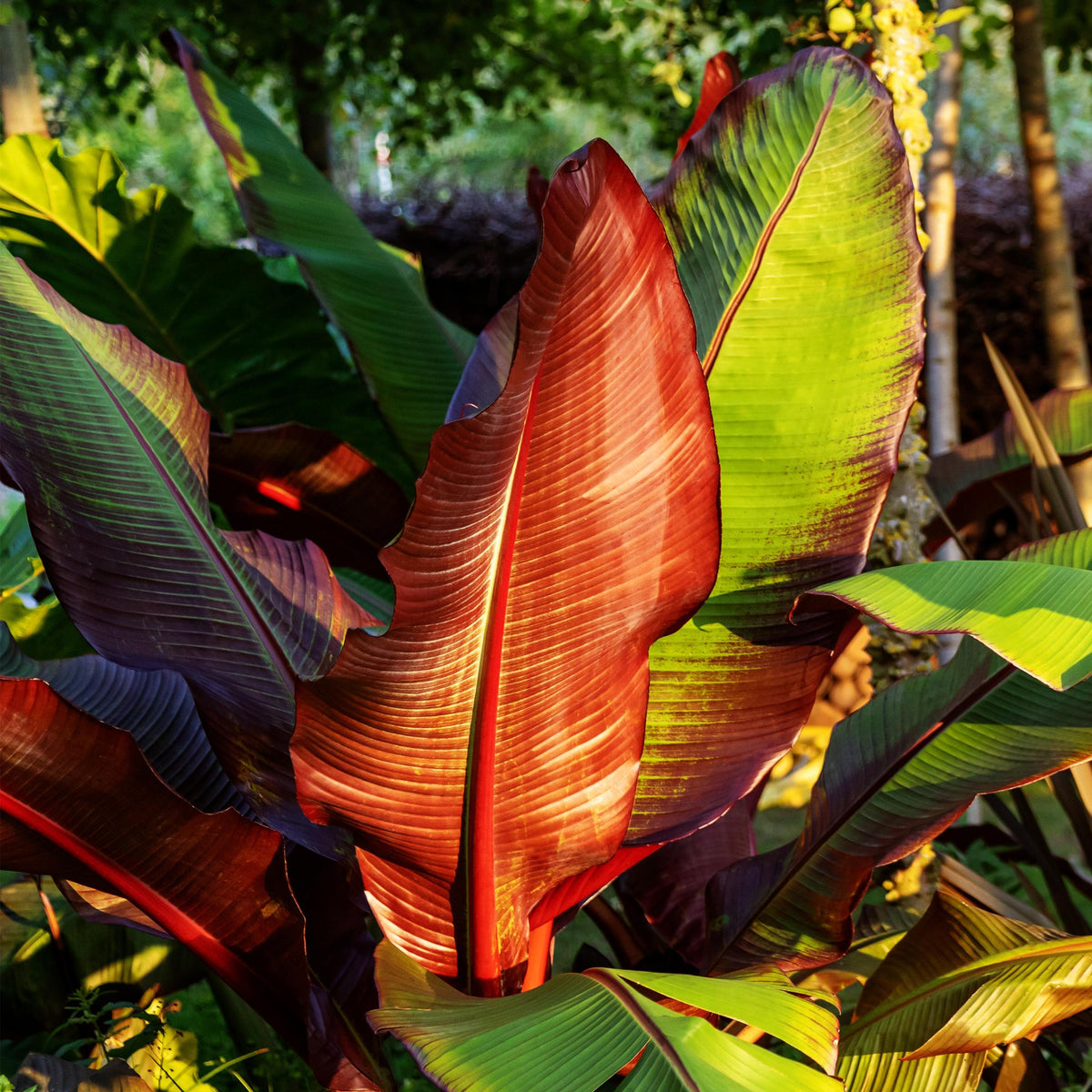 Green boutiQ - Fruitplant - Bananen plant - Ensete ventricosum Maurelli - Winterhard - 4 planten - Pot 12cm Hoogte 30cm