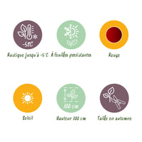 Green boutiQ - Fruitplant - Bananen plant - Ensete ventricosum Maurelli - Winterhard - 4 planten - Pot 12cm Hoogte 30cm