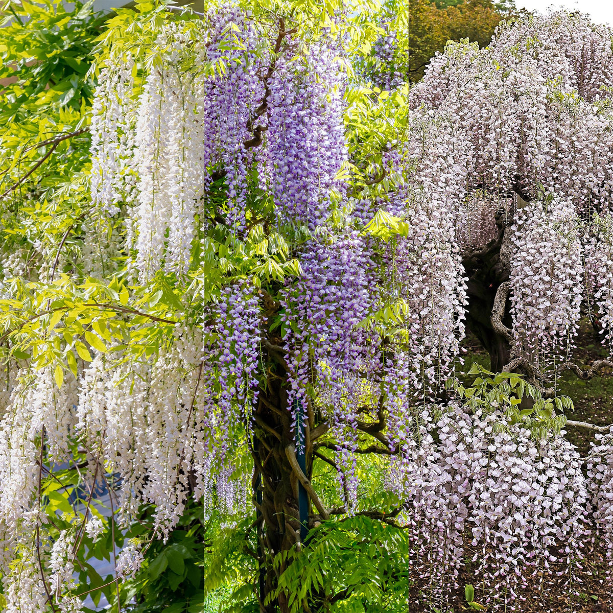 Green boutiQ - Blauwe regen - Wisteria floribunda Tricolour - Bloemen Blauw Roze Wit  - 3 planten - Pot 11cm Hoogte 40cm