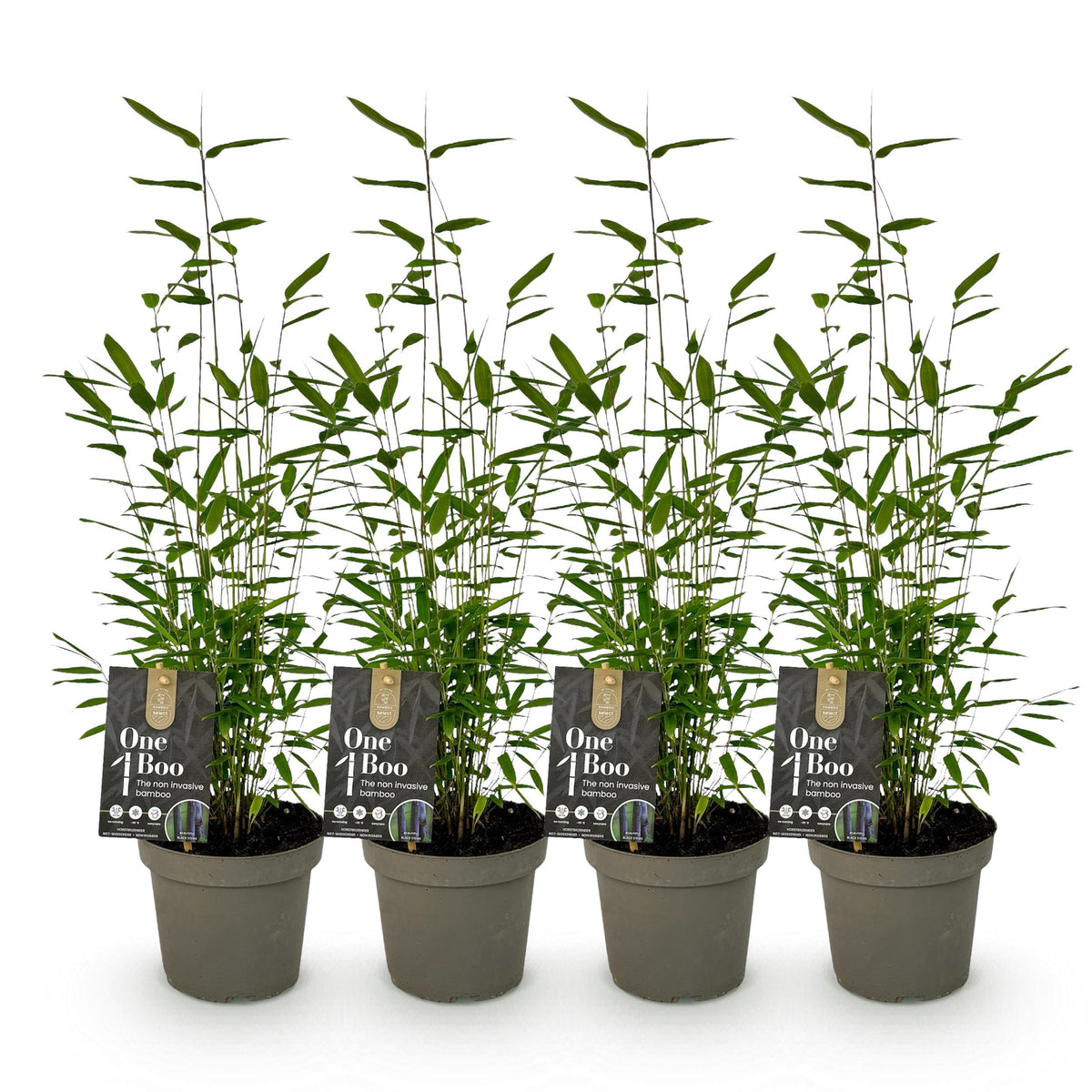 Green boutiQ - Bamboe - Fargesia Black Dragon - Groen - 4 Planten - Bladhoudend - Niet Woekerend- Pot 14cm Hoogte 35cm