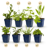 Green boutiQ - Borderpakket - Bijen en Vlinderlokkend - 24 Vaste planten - 3 m2 - Diversen kleuren - Weinig Onderhoud - Pot 11cm
