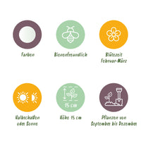 Green boutiQ - Bloembollen - Crocus White - Kleur Geel - 30 stuks - Bolmaat 7/8 - XXL Pack
