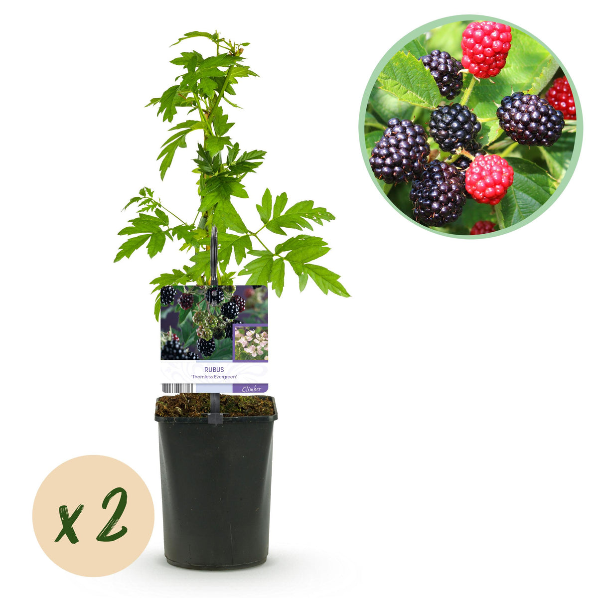 Green boutiQ - Fruitplant - Braam