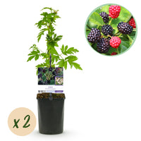 Green boutiQ - Fruitplant - Braam