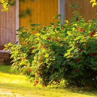 Green boutiQ - Fruitplant - Aalbes - Ribes rubrum Jonkheer van Tets - Rode Bes - 2 planten -  Pot 11cm Hoogte 40cm