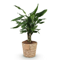 Green BoutiQ - Green is... Kamerplanten - Dracaena fragrans Steudneri - Drakenbloedboom - Weinig onderhoud - met mand - Groen - 1 Plant - Pot 17cm - Hoogte 50-55cm