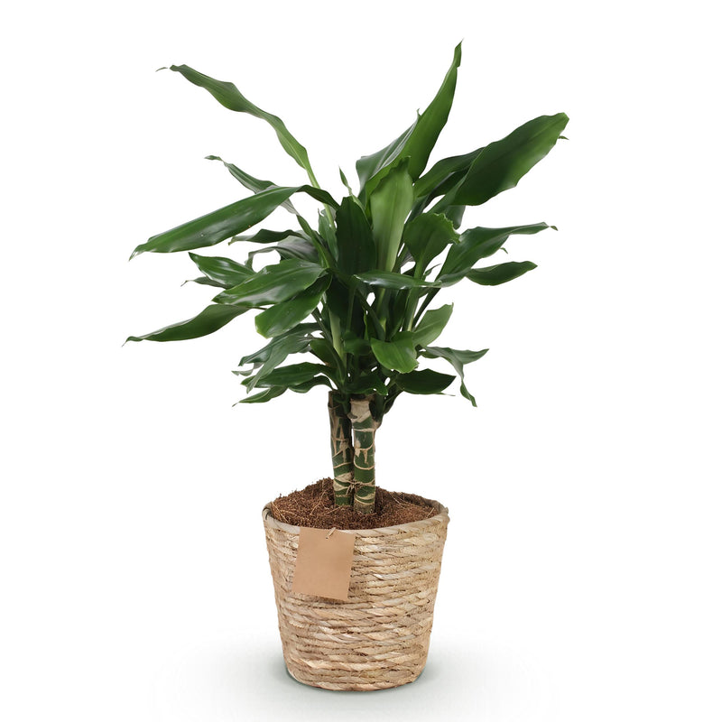 Green BoutiQ - Green is... Kamerplanten - Dracaena fragrans Steudneri - Drakenbloedboom - Weinig onderhoud - met mand - Groen - 1 Plant - Pot 17cm - Hoogte 50-55cm