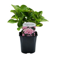 Green boutiQ - Hortensia - Hydrangea macrophylla Pink - Bloem Roze - 1 Plant -  Bladverliezend - Weinig Onderhoud - Pot 17cm Hoogte 30cm