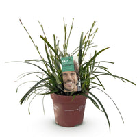 Green boutiQ - Siergrassen - Carex oshimensis Intense Green - Groen - 1 Plant - Groenblijvend - Winterhard - Pot 17cm Hoogte 50cm