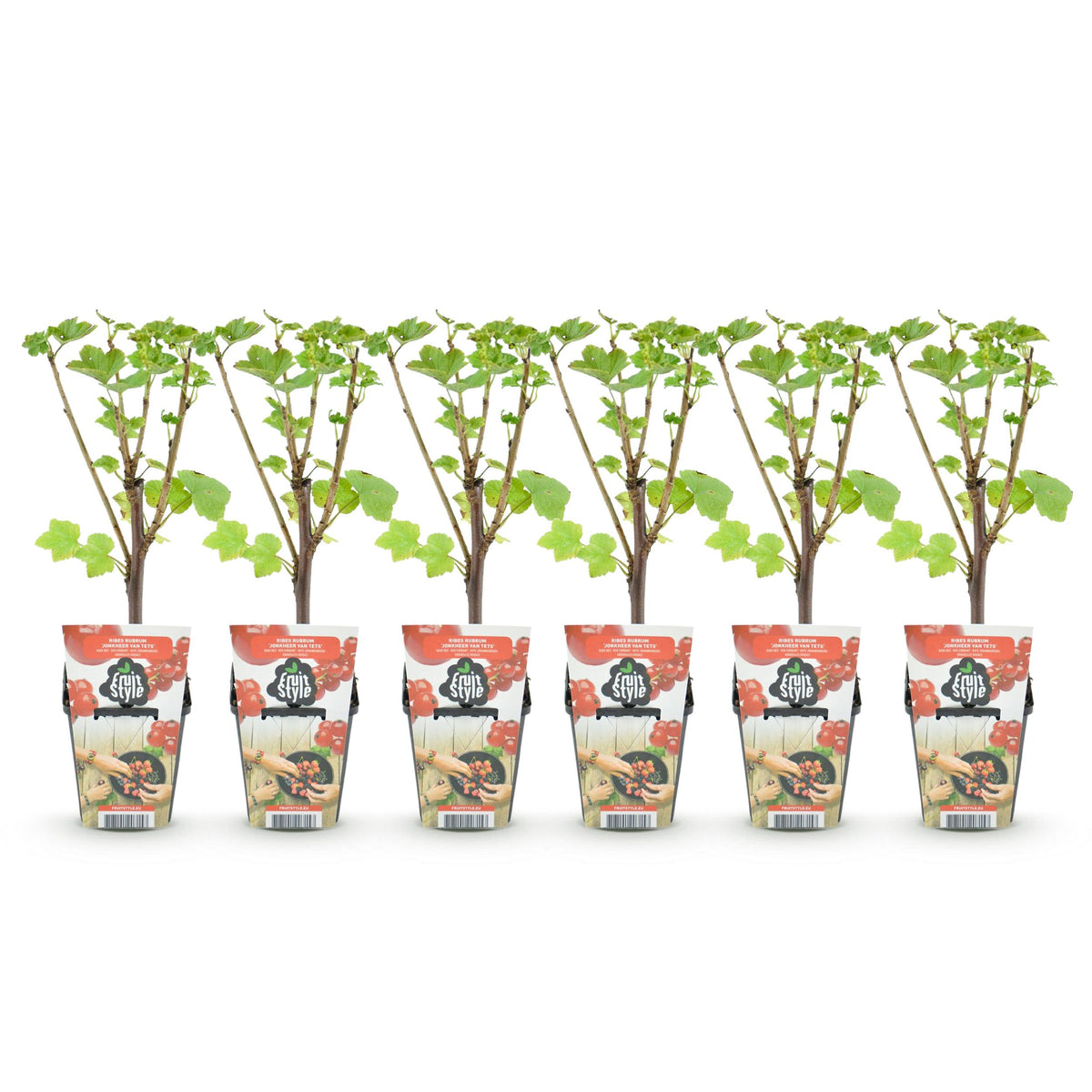 Green boutiQ - Fruitplanten - Rode Bes - Ribes rubrum Jonkheer van Tets  - Winterhard - 6 Planten - Pot 9 cm - Rode Bes