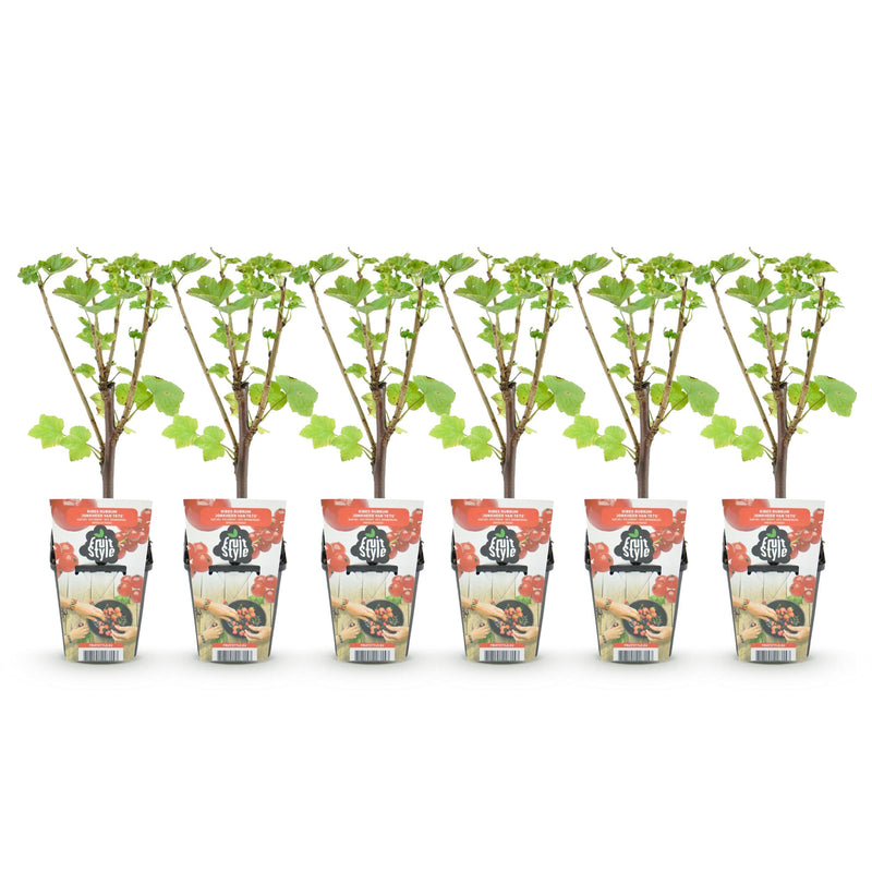 Green boutiQ - Fruitplanten - Rode Bes - Ribes rubrum Jonkheer van Tets  - Winterhard - 6 Planten - Pot 9 cm - Rode Bes